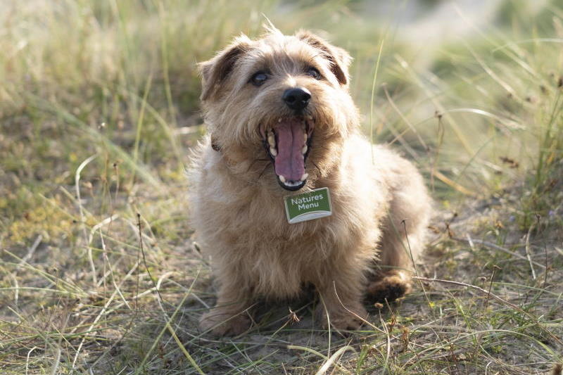 Pet food campaigns